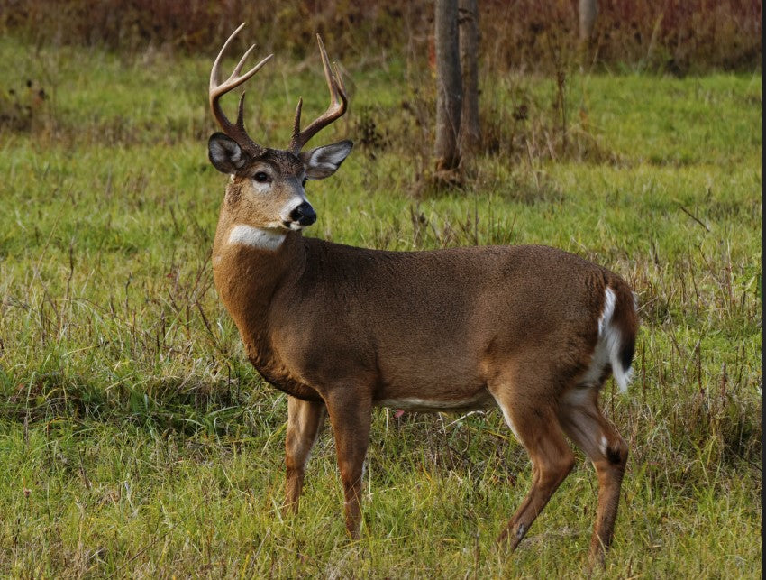 Deer Supplies Deer Plot Seed Mixes, Deer Feed, etc... The Mercantile