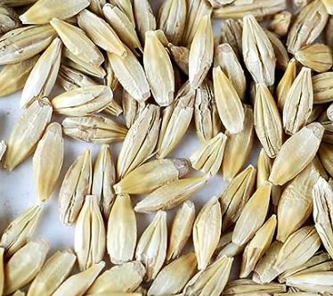 Bornholm Barley Seed 50lb