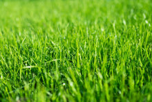 Load image into Gallery viewer, Kickass Grass Seed 10kg