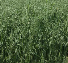 Load image into Gallery viewer, Common Oat Seed