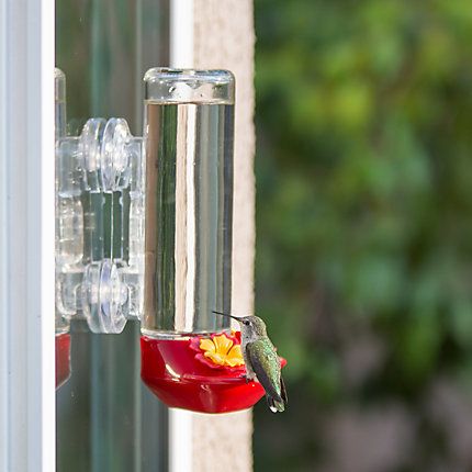 Perky Pet Glass Window Mounted Hummingbird Feeder