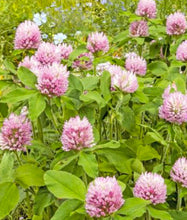 Load image into Gallery viewer, Double Cut Red Clover Grass Seed 25kg
