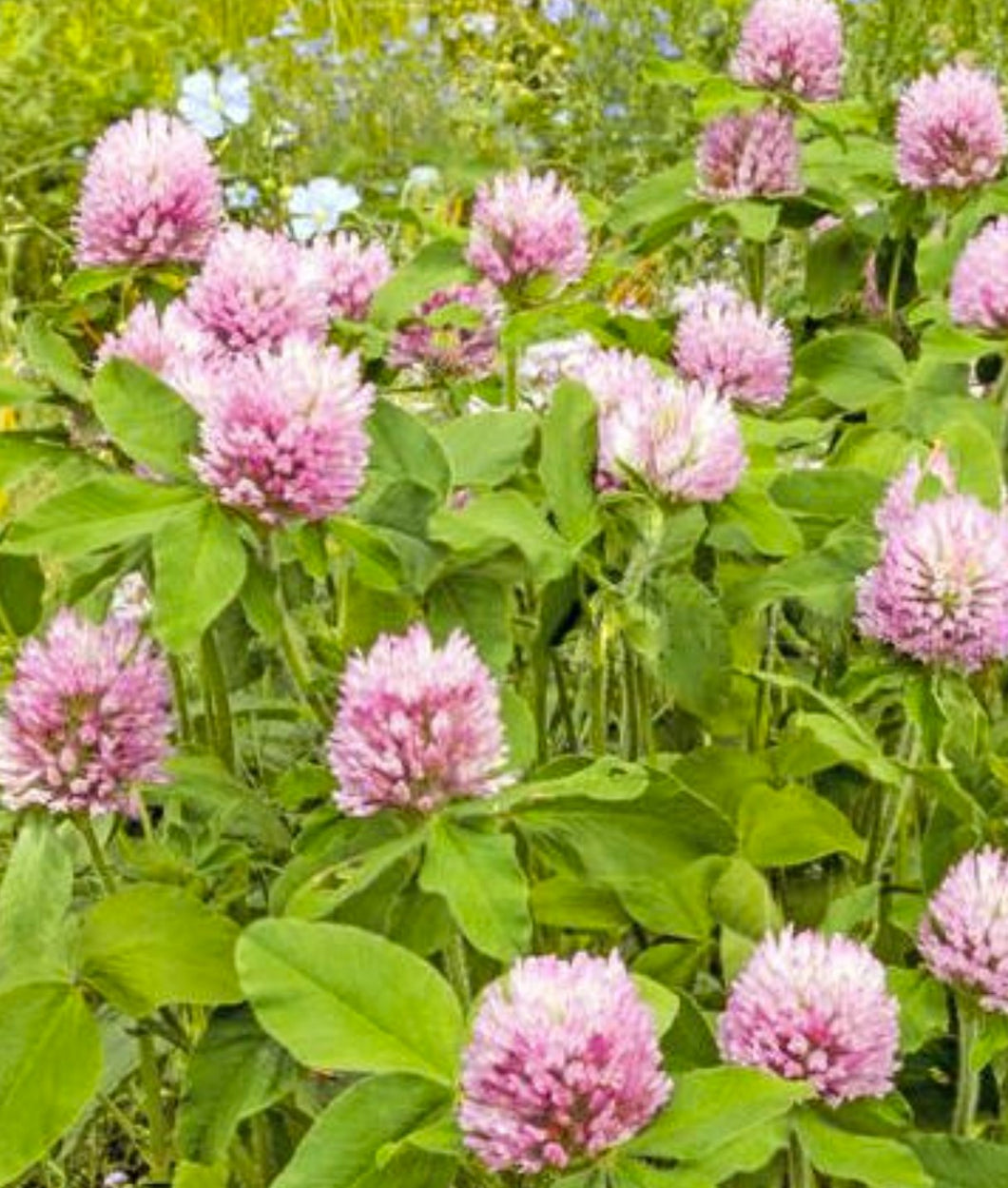 Double Cut Red Clover Grass Seed 2kg