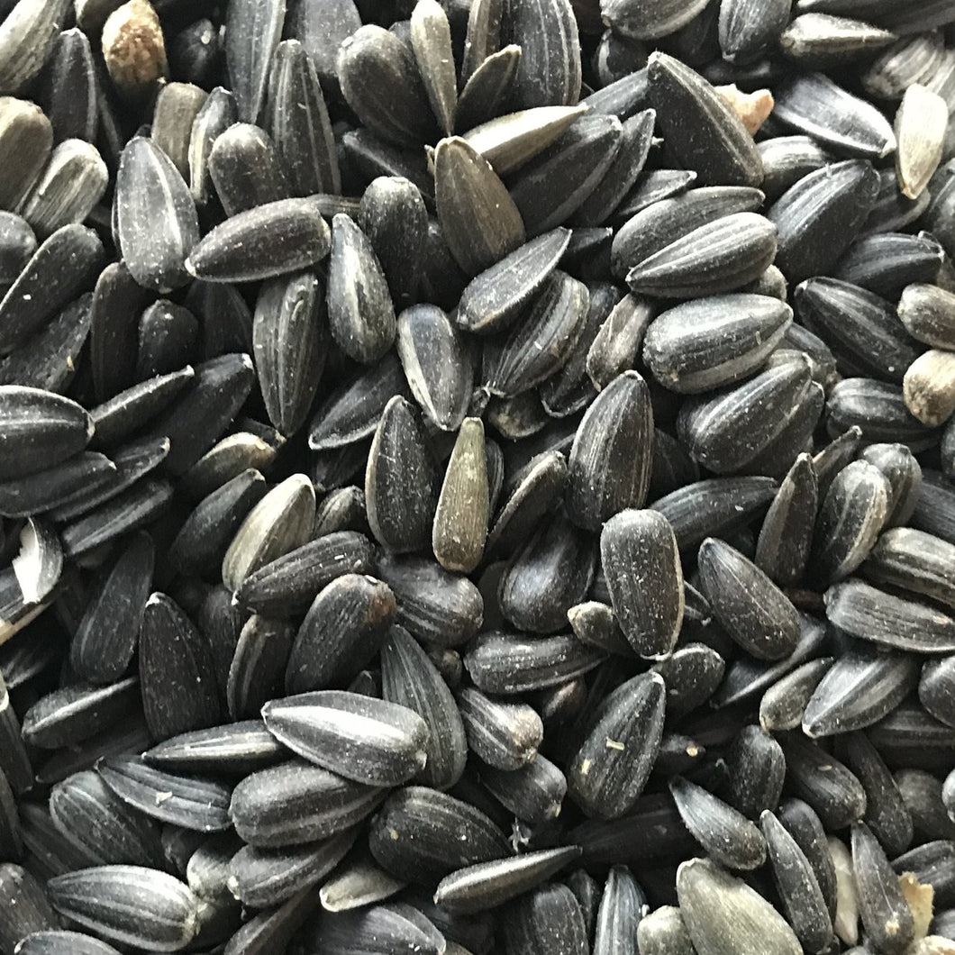 Black Oil Sunflower Seeds 25lb