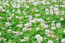 Load image into Gallery viewer, GS White Clover (Dutch) 10kg
