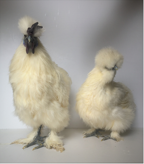 DO-SLK (G) Day Old Silkie Chicken – The Mercantile and Feed Company