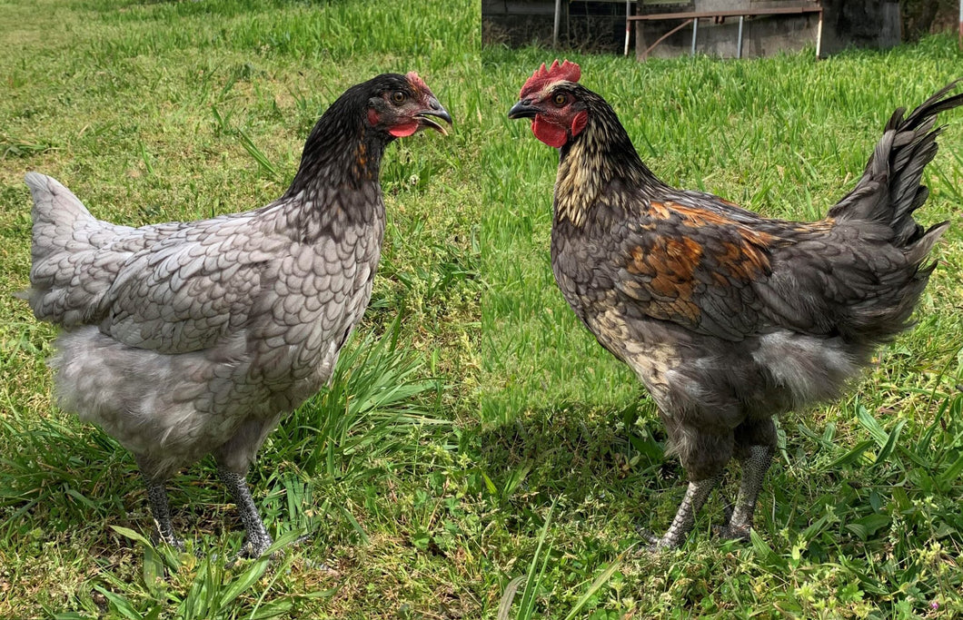 Day Old Silver Sasso Dual Purpose Chick (SV)
