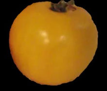 Load image into Gallery viewer, Gelert Garden Farm Morden Yellow Tomato Seeds
