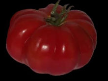 Load image into Gallery viewer, Gelert Garden Farm Constoluto Genovese Tomato Seeds
