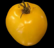 Load image into Gallery viewer, Gelert Garden Farm Taxi Tomato Seeds
