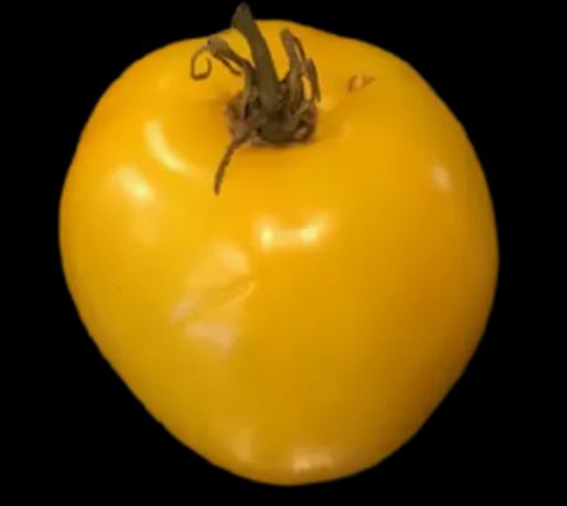Gelert Garden Farm Taxi Tomato Seeds