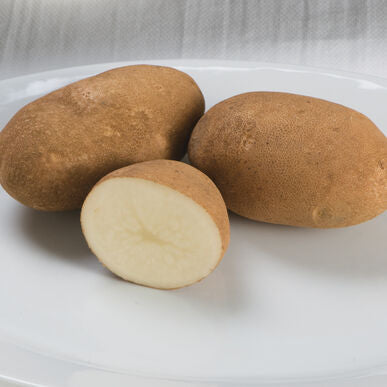Canada Gold Seed Potato