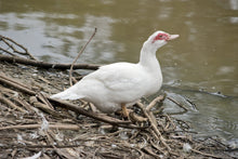 Load image into Gallery viewer, Day Old White Muscovy Duckling (MUS)
