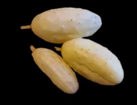 Gelert Garden Farm Miniature White Cucumber Seeds