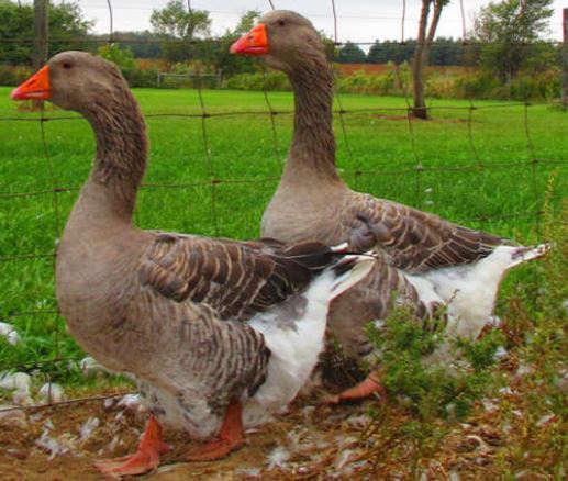 Toulouse Gosling