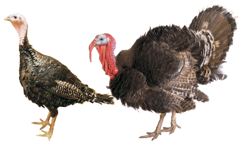 Day Old Orlopp Bronze Turkey Poult (OB)