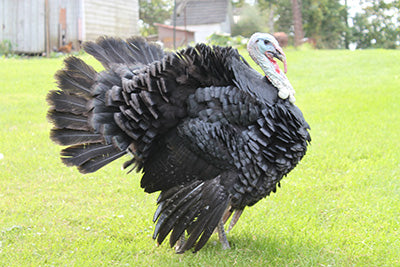 Day Old Artisan Gold Turkey Poult (AG)