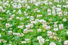Load image into Gallery viewer, Mapleseed White Clover Grass Seed 25kg
