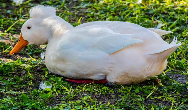White Crested Duckling