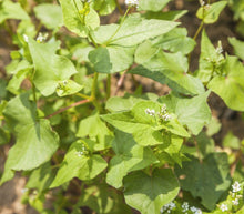 Load image into Gallery viewer, Buckwheat Seed 50lb
