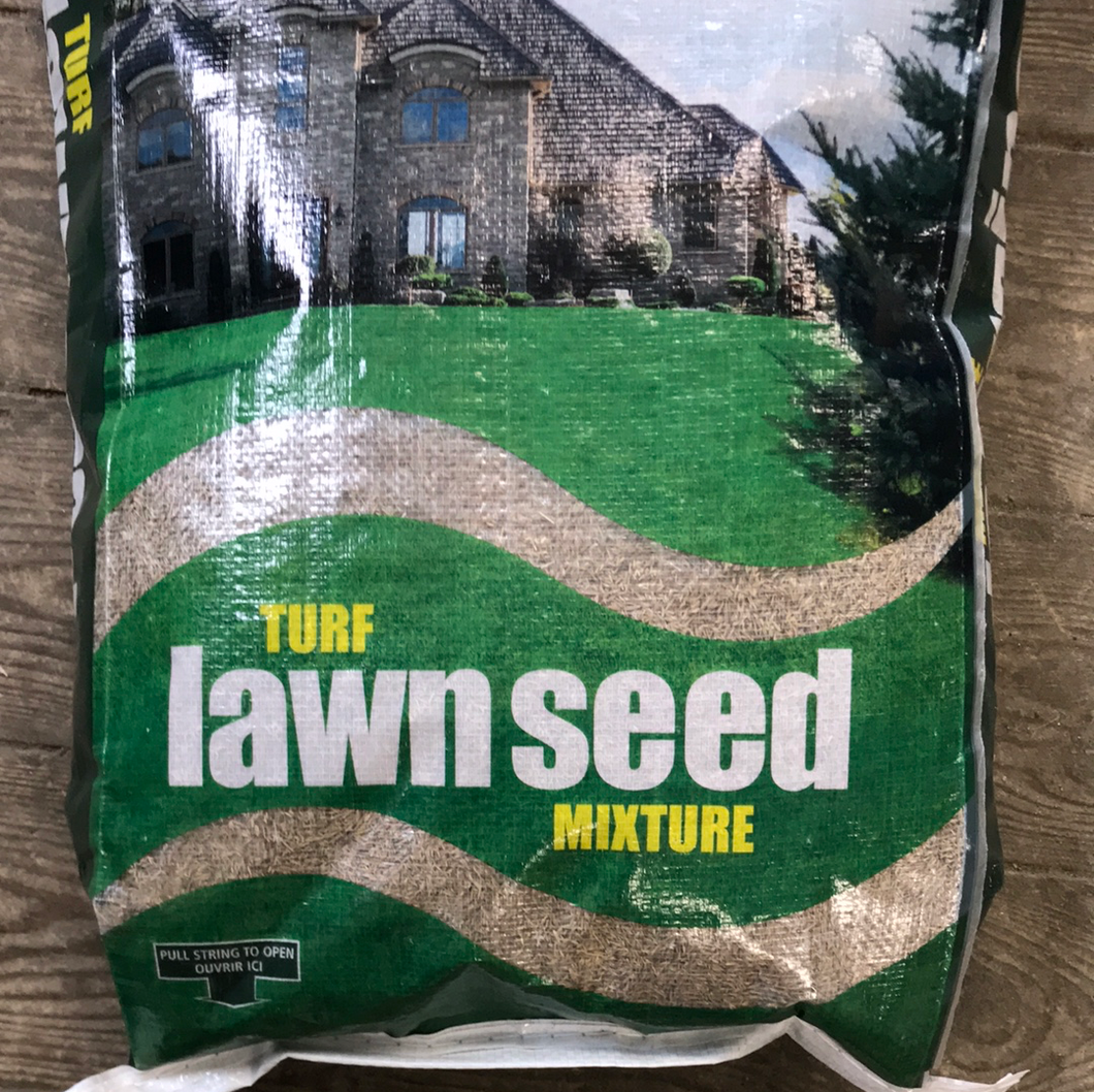 Turf Lawn Seed