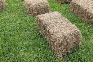 Bale of 1st or 2nd Cut Hay